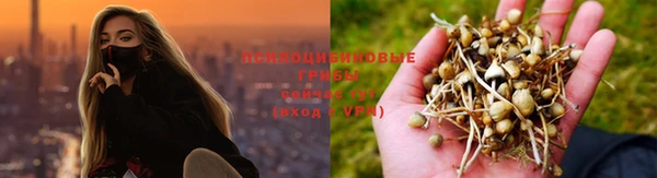 прущие грибы Навашино